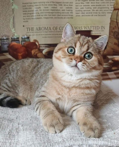 British Shorthair