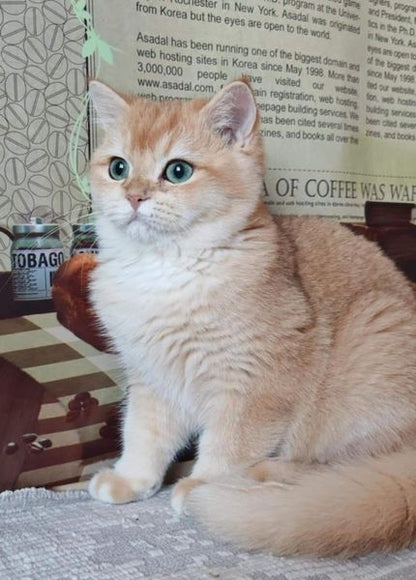 British Shorthair