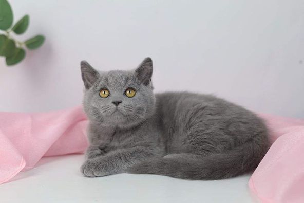 British Shorthair