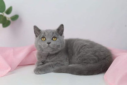 British Shorthair