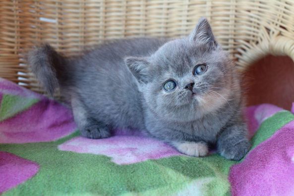 British Shorthair