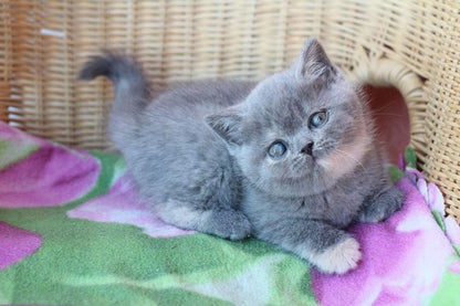 British Shorthair