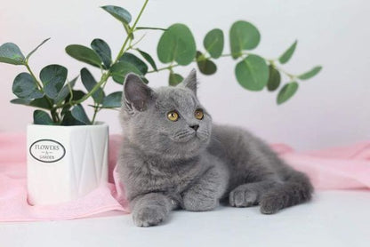 British Shorthair