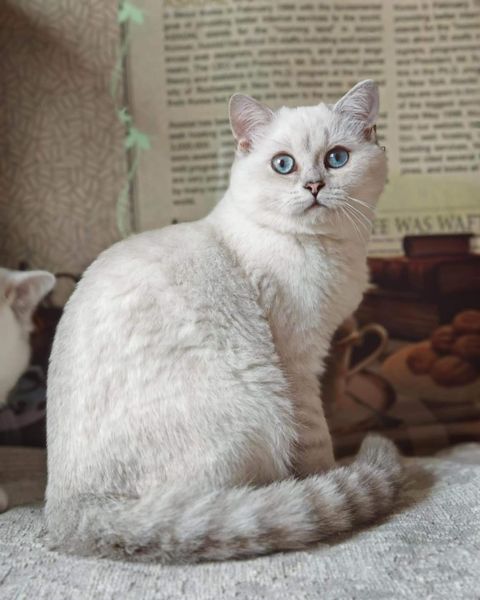 British Shorthair