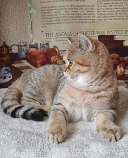 British Shorthair