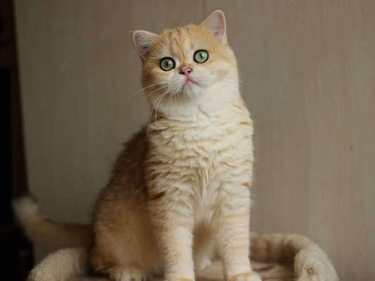 British Shorthair