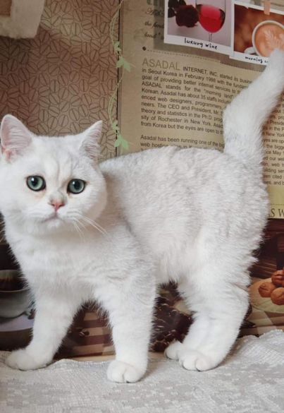 British Shorthair