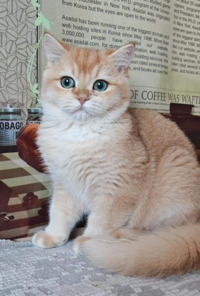 British Shorthair