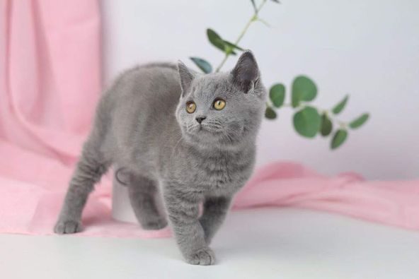 British Shorthair