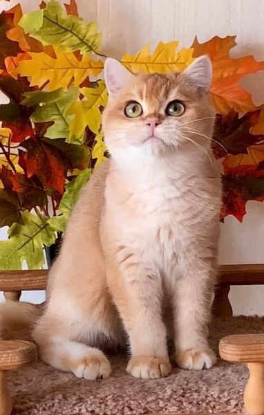 British Shorthair