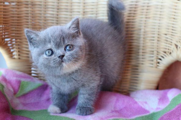 British Shorthair