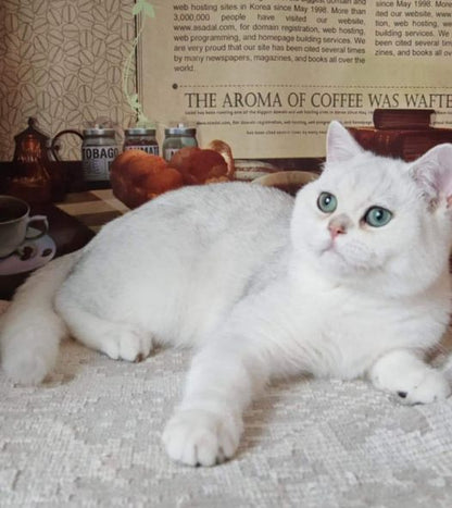 British Shorthair