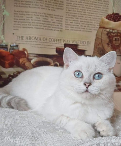 British Shorthair