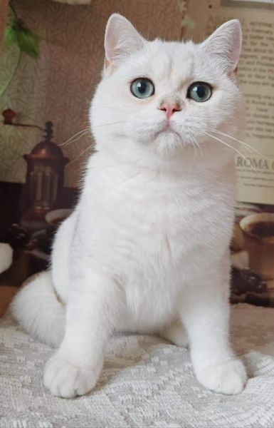 British Shorthair