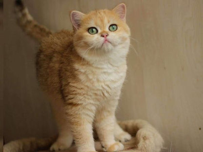 British Shorthair