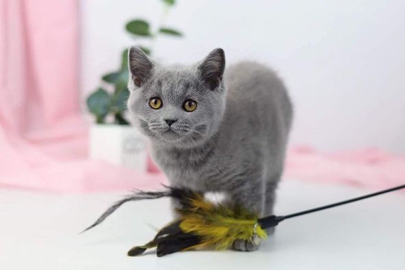 British Shorthair