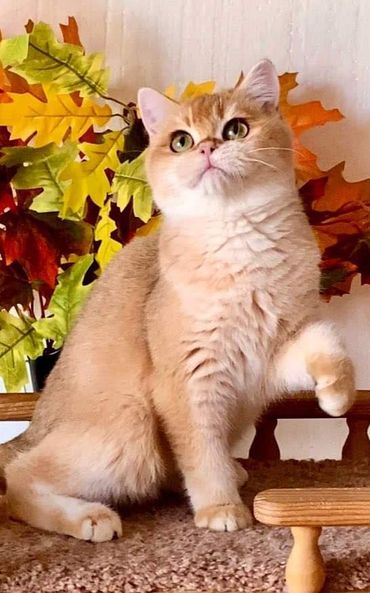 British Shorthair