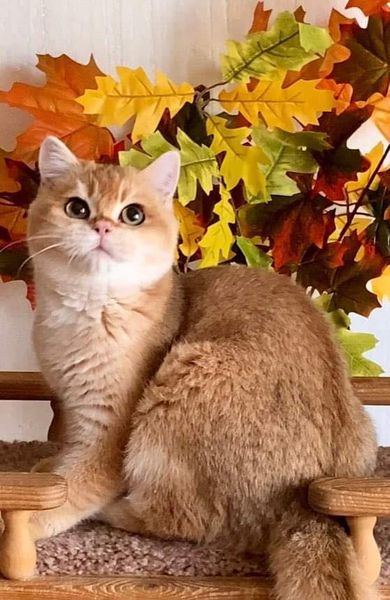 British Shorthair