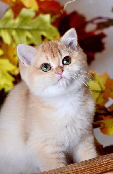 British Shorthair