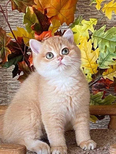 British Shorthair