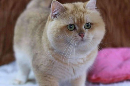 British Shorthair