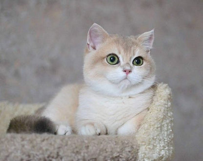 British Shorthair