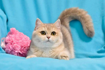 British Shorthair