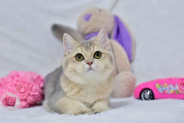 British Shorthair