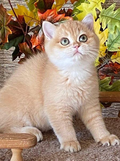 British Shorthair