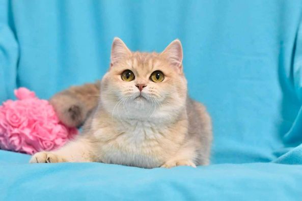 British Shorthair