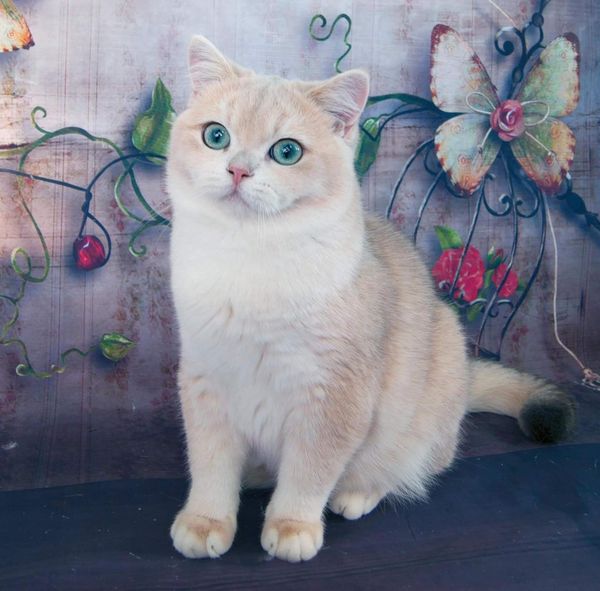 British Shorthair