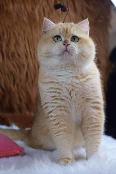 British Shorthair