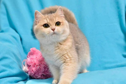 British Shorthair