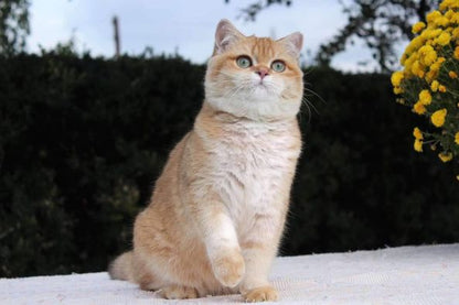 British Shorthair