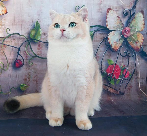 British Shorthair