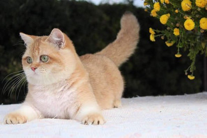 British Shorthair