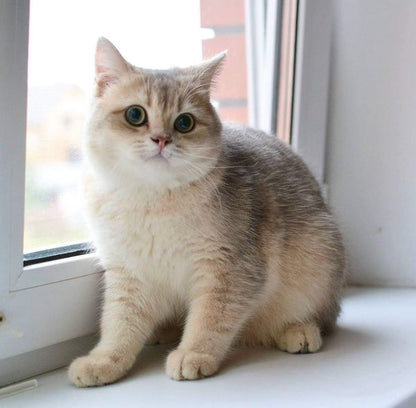 British Shorthair