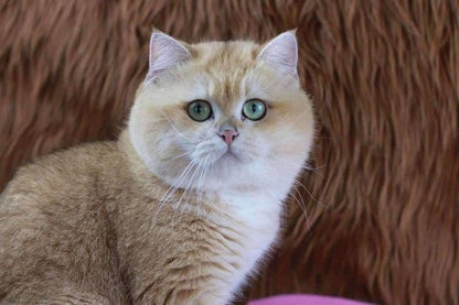 British Shorthair