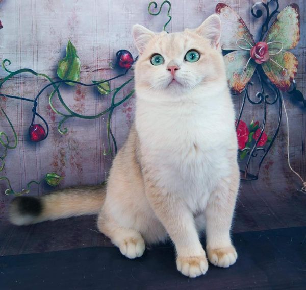 British Shorthair