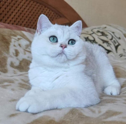 British Shorthair