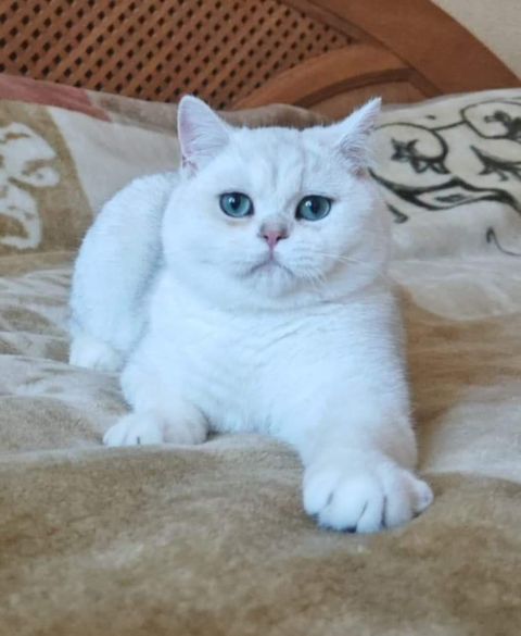 British Shorthair