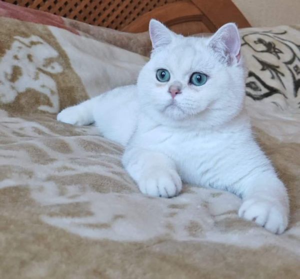 British Shorthair