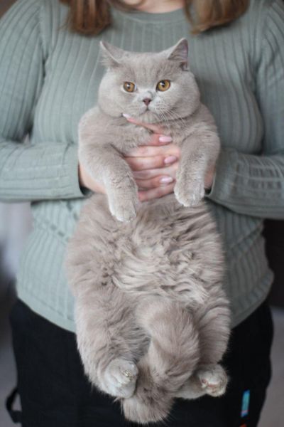 British Shorthair