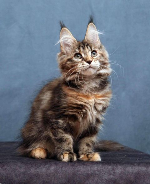 Maine Coon