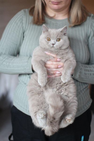 British Shorthair