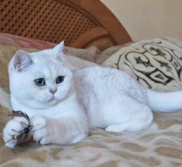 British Shorthair