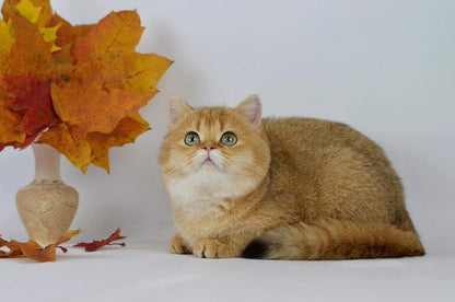 British Shorthair