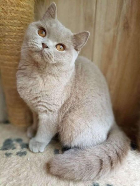 British Shorthair