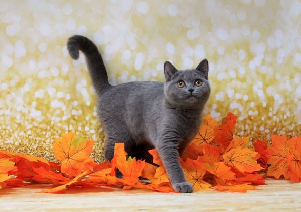 British Shorthair