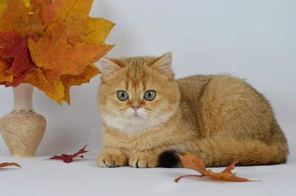 British Shorthair